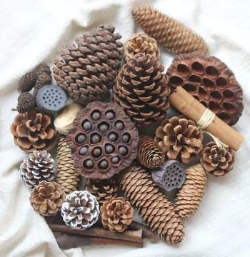 Pine Cone Decoration with Seeds Dried Lotus Pod Natural Dried Flowers Kindergarten Dried Branches Mori Style Handmade DIY Material Kit Pine Cone