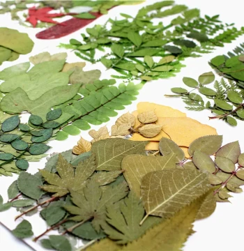 Green Leaf Material Kit Combination Pack Real Leaf Specimen Stickers Children's Handicraft Materials Petal Makeup Photography Props