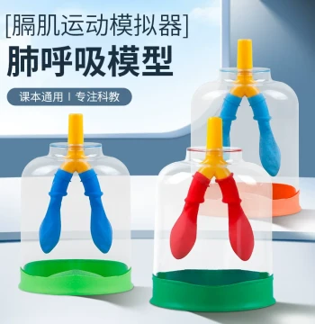 Breathing Model Motion Simulator, Junior High Biology Experiment Demonstration Equipment, Teaching Aid for Lungs