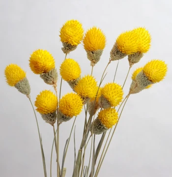 Yunnan Dried Strawberry Fruit Flowers Handmade DIY Internet-Famous Small Bouquet Versatile Fresh Floral Arrangement Home Decor