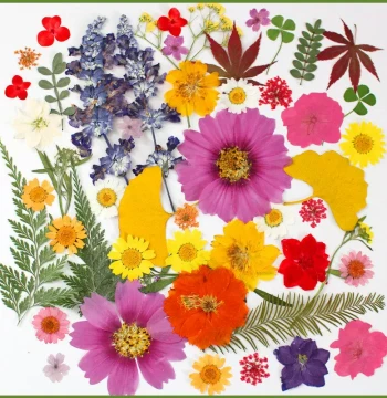 Dried Flower DIY Material Kit, Preserved Flower Pressed Sheets, Handmade Resin Bookmark, Real Flower Plant Leaf Specimens