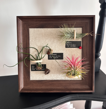 Shengye Creation Hanging Tillandsia Large Square Frame Air Plant Picture Frame Decorative Desktop Greenery Ornament Soft Furnishing Wall Art Gift
