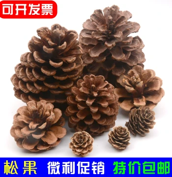 Natural Pine Cones Dry Branches Children's Craft Materials Environmental Creation Forest Raw Wood Dried Flowers Kindergarten Decoration