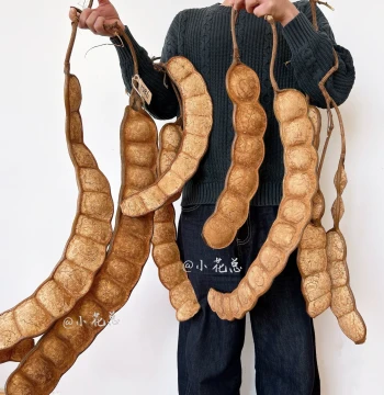 Yunnan Soybean Pods, Entada Phaseoloides Seeds, Natural Plant Fruit Specimens for DIY Display, Collection, and Peace Beans
