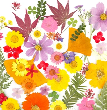 Dried Flower DIY Material Kit, Preserved Flowers, Pressed Flower Sheets, Handmade Resin Bookmark Supplies, Real Plant Leaf Specimens