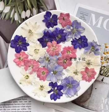 Dried Flowers for Resin Art: Swallowwort & Gypsophila - 12 Real Pressed Flowers for DIY Phone Cases & Plant Specimens