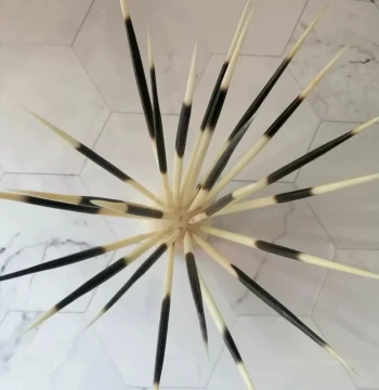 Natural Porcupine Quill Fishing Floats, Toothpicks, Calligraphy Brush Handles: DIY Materials for Hairpins, Tea Picks, and Arrow Pig Bristles
