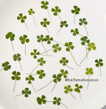 Four-Leaf Clover & Leaf Specimens for Resin Art – Dried Flower DIY Craft Materials with Genuine Natural Pressed Flowers & Leaves
