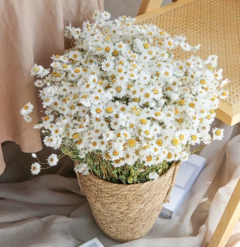 Rudbeckia Daisy Dried Flower Bouquet, Chamomile Fresh Style Living Room Decor, Photography Prop, Natural Air-Dried Real Flowers