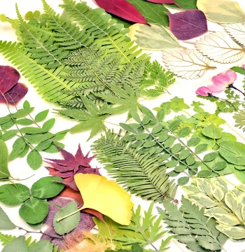 Real Leaf Plant Specimens DIY Craft Kit for Bookmarks, Photo Frames, Kids' Collage Art, Dried Flower Pressing Materials