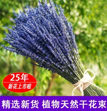 Dried Lavender Bouquet for Living Room Home Decor – Natural Air-Dried Real Flower Aromatherapy, Trendy Floral Arrangement, Instagram-Style Gift