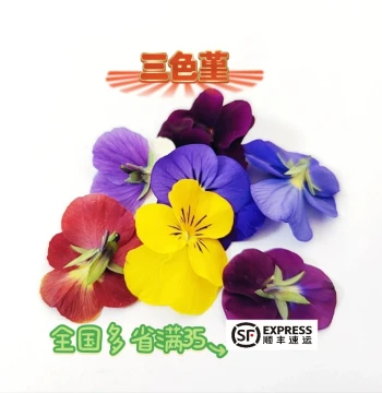 Fresh Pansies (50pcs) - Edible Flowers for Cake, Milk Tea, Cold Dishes, Western Cuisine, and Hotel Plating Decoration