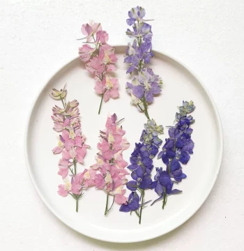 Qian Niao Fei Yan Plant Specimen Pressed Flowers for Epoxy Resin Phone Cases, Bookmarks, Kids' Stickers, Lamp Decor, Dried Flower Pressing