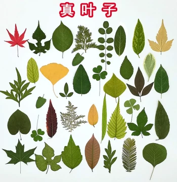Natural Real Leaf Plant Specimen Kindergarten Handmade Collage Children's DIY Dried Leaves Fallen Leaves Craft Material Kit