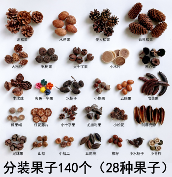 Natural Acorns & Pinecones Kit for Kindergarten Decor, Photo Props & DIY Crafts – Authentic Natural Decorative Fruits