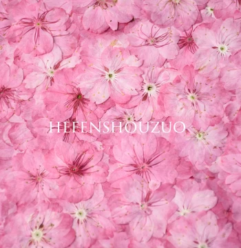 Real Cherry Blossom Pressed Flowers - Preserved Plant Specimens in Pale Pink for Kids' DIY Crafts, Photo Frame Decoration Materials