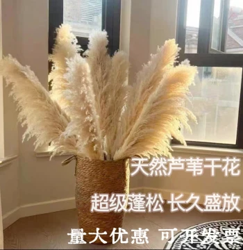 Natural Reed Dried Flower Bouquet, Internet-Famous Real Flowers for Living Room Display, Wedding Decoration, Large Pampas Grass Floor Standing Ins Style Ornament