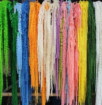 Yongsheng Hanging Rice Grass Dried Flowers, Lover's Tears, Wedding Millet Spikes, Drooping Linear Floral Decor, Real Flowers