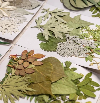 Kids DIY Green Leaf Material Kit Combo Craft Supplies Petal Makeup Photo Props Real Leaf Specimen Stickers