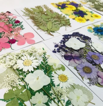 Pressed Flower Pack with Dried Flowers for Bookmarks: DIY Materials for Kindergarten Parent-Child Leaf Collages and Laminated Plant Specimens