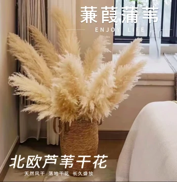 Natural Reed Dried Flowers Wheat Ears Decoration Large Pampas Grass Floor Living Room Ornament Props Wedding Pink Backdrop Preserved Flower Bouquet