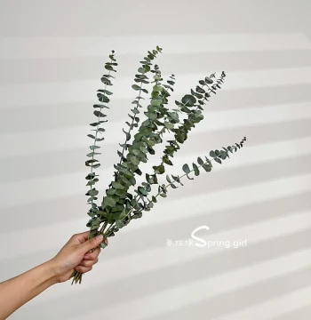 Eucalyptus Leaves Dried Flower Bouquet: Decorative Branches for Home Luxury Creative Instagram Photo Props and Preserved Flowers