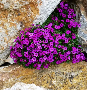 Nanting Mustard Cold-Hardy Flower Plant, Dwarf Seeds Easy to Grow, Blooms Year-Round, Blue Nanting Mustard Seeds for Rock Crevices and Pots