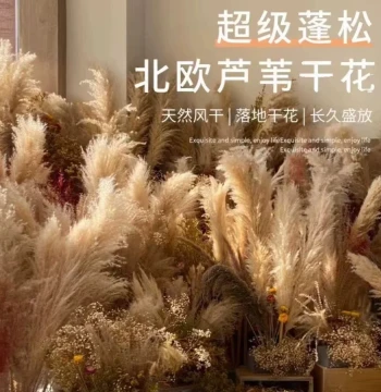 New Arrival Reed Dried Flower Bouquet Internet-Famous Real Flower Living Room Display Pampas Grass Large Plumes Natural Floor Standing Indoor Ins Style Ornament