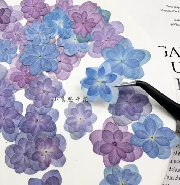 Double-Petaled Autumn Hydrangea Plant Specimen Pressed Flowers for Handmade Face Stickers, Resin Phone Cases, Dried Flower Materials, and Pressed Flower Art