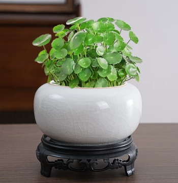 Clearance Hydroponic Flower Pot Ceramic Coin Grass One Leaf Lotus Money Plant Water Lily Water Lotus Brazilian Wood Succulent Flower Pot
