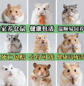 Home-Raised Golden Hamster Live Pets, Pudding Silver Fox Cute Rodents, One Male One Female Couple Live Hamsters