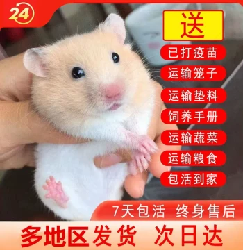 Live Hamsters with Free Cage, Vaccinated, Syrian Hamster Live Pets, Silver Fox, Pudding, Milk Tea Hamsters