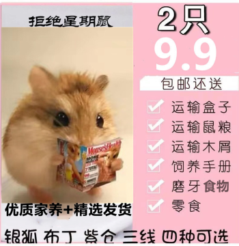 Live Hamsters with Live Arrival Guarantee, Free Shipping, Pets Including Silver Fox, Pudding, Winter White, Purple Dwarf, Milk Tea Varieties, Baby Pairs for Couples