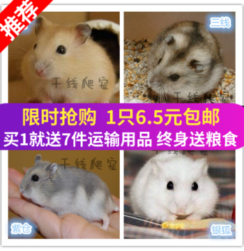 Pet Small Hamster Live Animals Vaccinated Golden Bear Live Couples Tri-Line Silver Fox Pudding Purple Warehouse with Manual