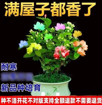 New Color-Changing Jasmine Plant with Double Petals, Fragrant and Easy to Grow for Indoor and Outdoor Balconies
