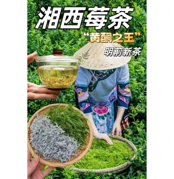 Xiangxi Fenghuang Mold Tea, Origin Pre-Qingming Tea, Health-Preserving Tea, Authentic Mold Tea