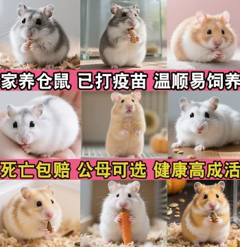 Home-Raised Golden Hamster Small Hamster Live Cute Pudding Tri-Line Silver Fox Live Pet Rodent Vaccinated Live Animal