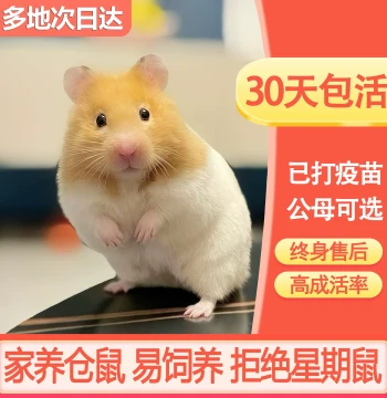 Live Hamsters, Vaccinated, Home-Raised Syrian Hamster Pair, Silver Fox, Pudding, Purple Dwarf, Milk Tea, Roborovski, Live Small Hamsters