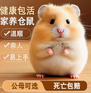 Domestic Golden Hamster Live Pets, Cute Pudding Tri-line Silver Fox Rodents, Couple Small Pets, Internet-Famous Live Hamsters