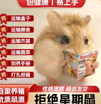 Live Hamsters - Live Arrival Guaranteed, Free Shipping. Pet Varieties: Silver Fox, Pudding, Tri-line, Purple, Milk Tea Bear. Sold as Couples/Pairs.