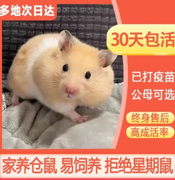 Live Hamsters Golden Bear Hamsters Vaccinated Three-Line Silver Fox Pudding Milk Tea Roborovski Dwarf Hamsters Home Pets