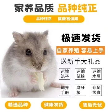 Live Hamster Babies - Golden Bear, Giant Milk Tea, Pudding, Silver Fox, Purple Dwarf, Long-Haired Bears (Pair)