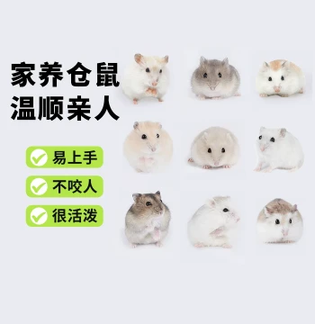 Xiangxiaoxi Live Hamsters with Free Cage: Tri-line Purple, Pudding, Silver Fox, Dwarf, and Golden Bear Varieties - Live Pets Guaranteed Alive
