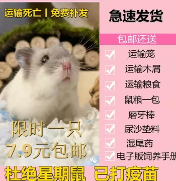 Selected Live Hamsters Vaccinated, Pair of Stuffed Toys, Silver Fox Pudding Syrian Hamster Small Pet Raising
