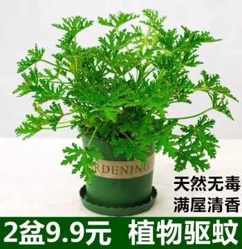 Mosquito-Repellent Grass Potted Plant Fragrant Geranium Living Room Indoor Flowers Easy to Grow Year-Round Orange Jasmine Small Green Plant Air Purifying