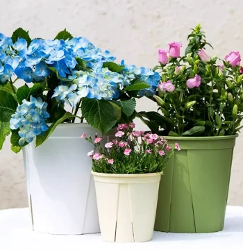 Qingshan Pot Thickened Root-Control Pot Domestic Generation 3 Plastic with Tray Gallon Rose Succulent Breathable Non-Rotting Roots Free Shipping