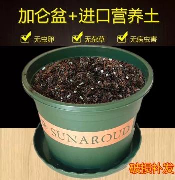 Flower Pot with Nutrient Soil Resin Gallon Pot with Soil Plastic Bulb Planter for Green Plants Flowers Roses Succulents