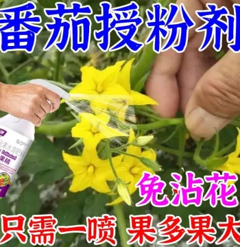 Tomato No-Point Flower Labor-Saving Flower Inducing Dip Hormone Tomato Cherry Tomato Millennium Pollination Medicine Anti-Drop Agent Fruit Setting Spirit