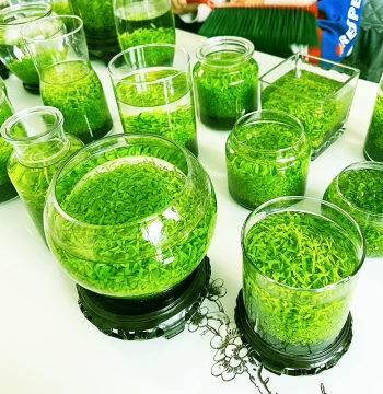 Aquatic Plant Soil Eco-Bottle Hydroponic Plants Living Room Aquatic Grass Seeds Desktop Landscape Ornament DIY Creative Glass Fish Tank
