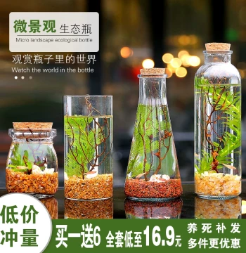 Eco-Bottle Fish Micro-Landscape Zebra Fish Betta Fish No Water Change No Maintenance Company Giveaway Event Opening Landscape Fish Tank